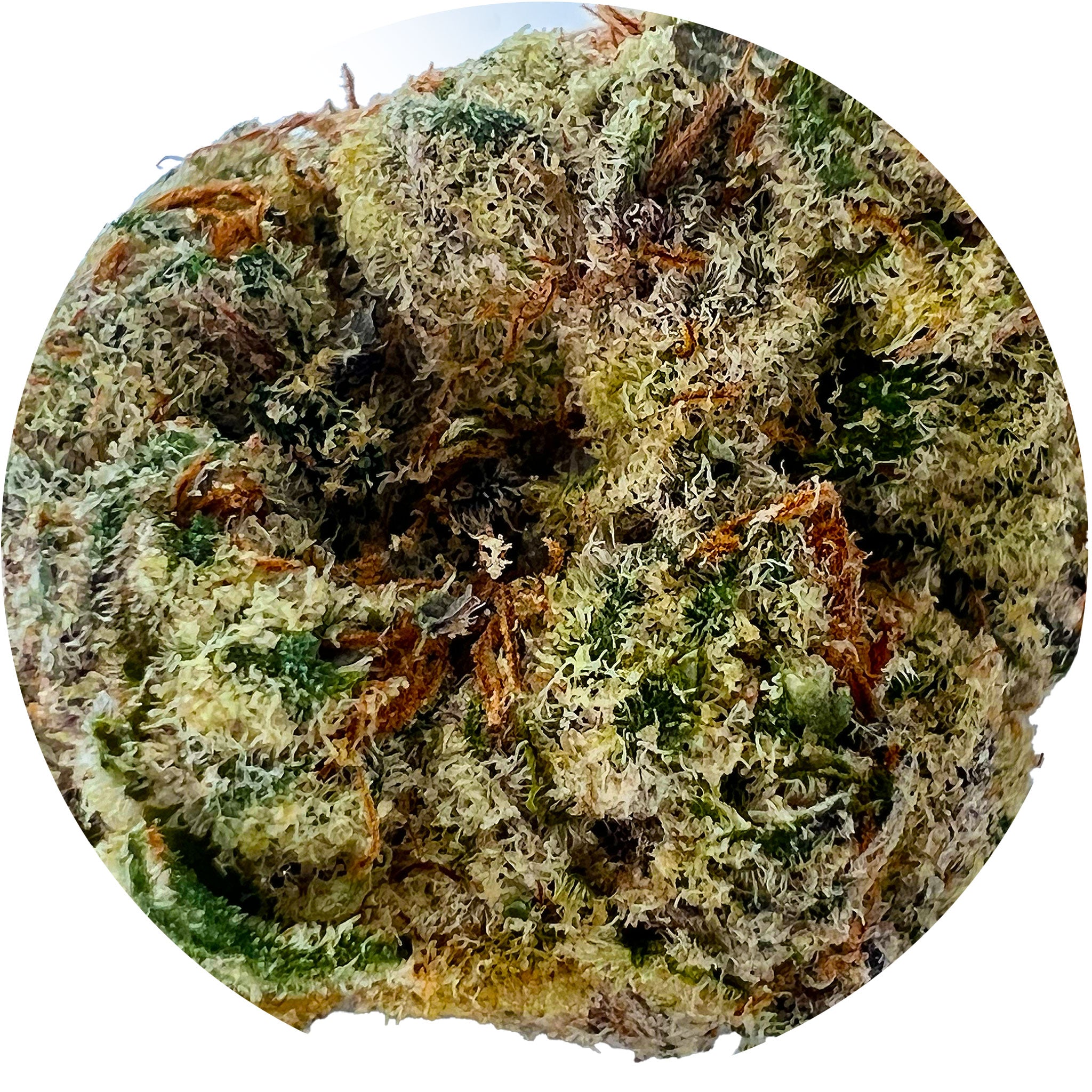 Pink Panties - indica-dominant hybrid THCa Hemp Flower