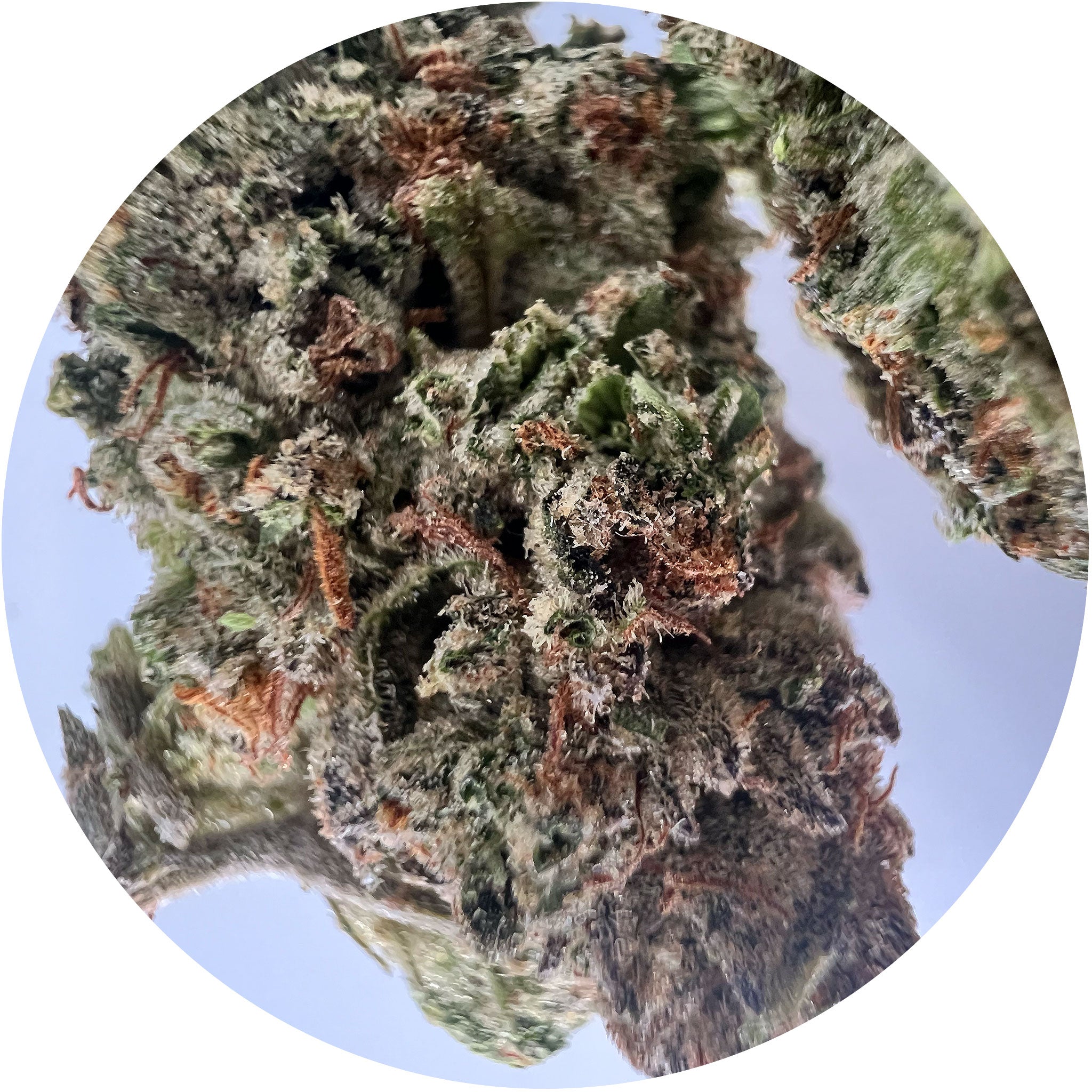 Snowcone - Sativa Dominant THCa Hemp Flower