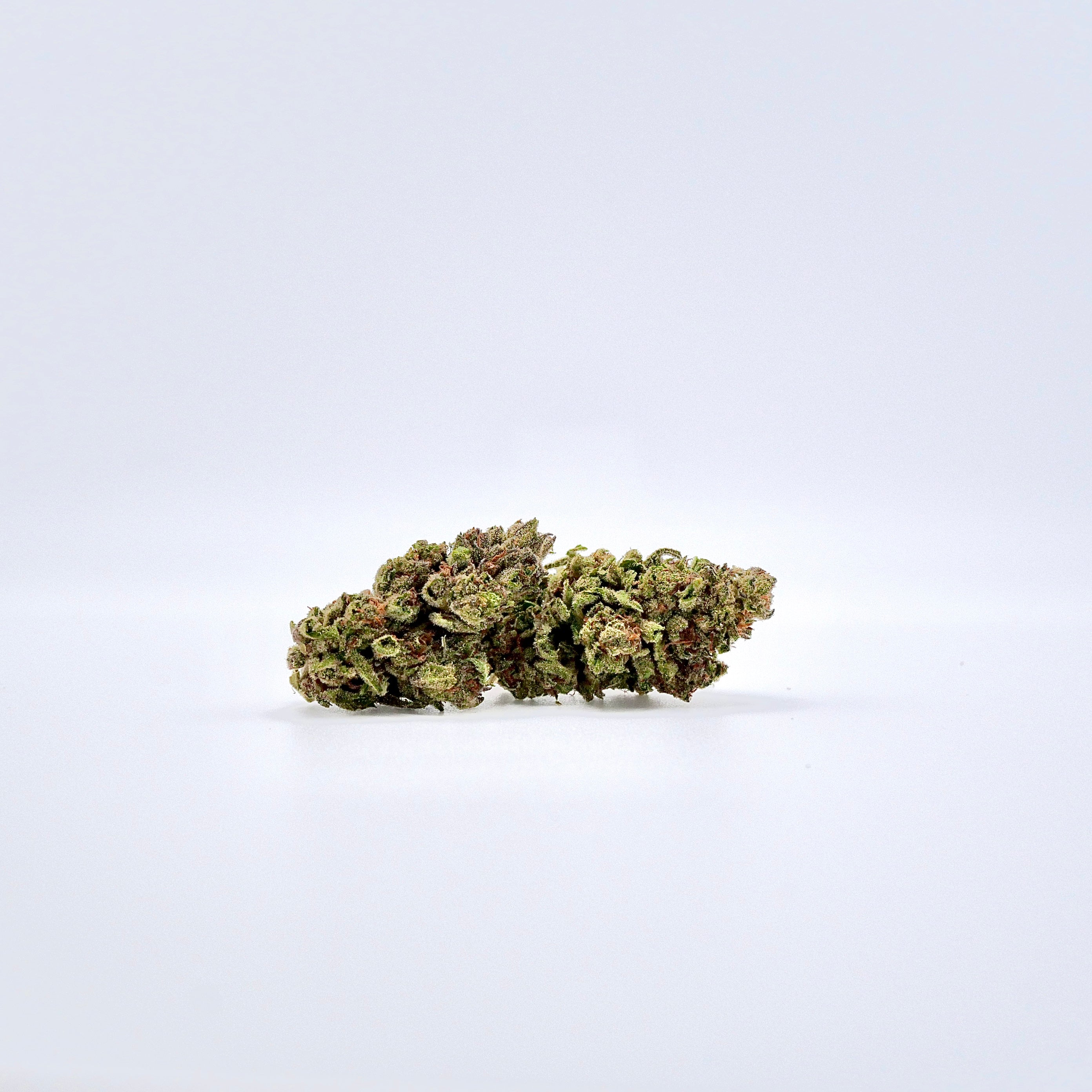 Northern Lights