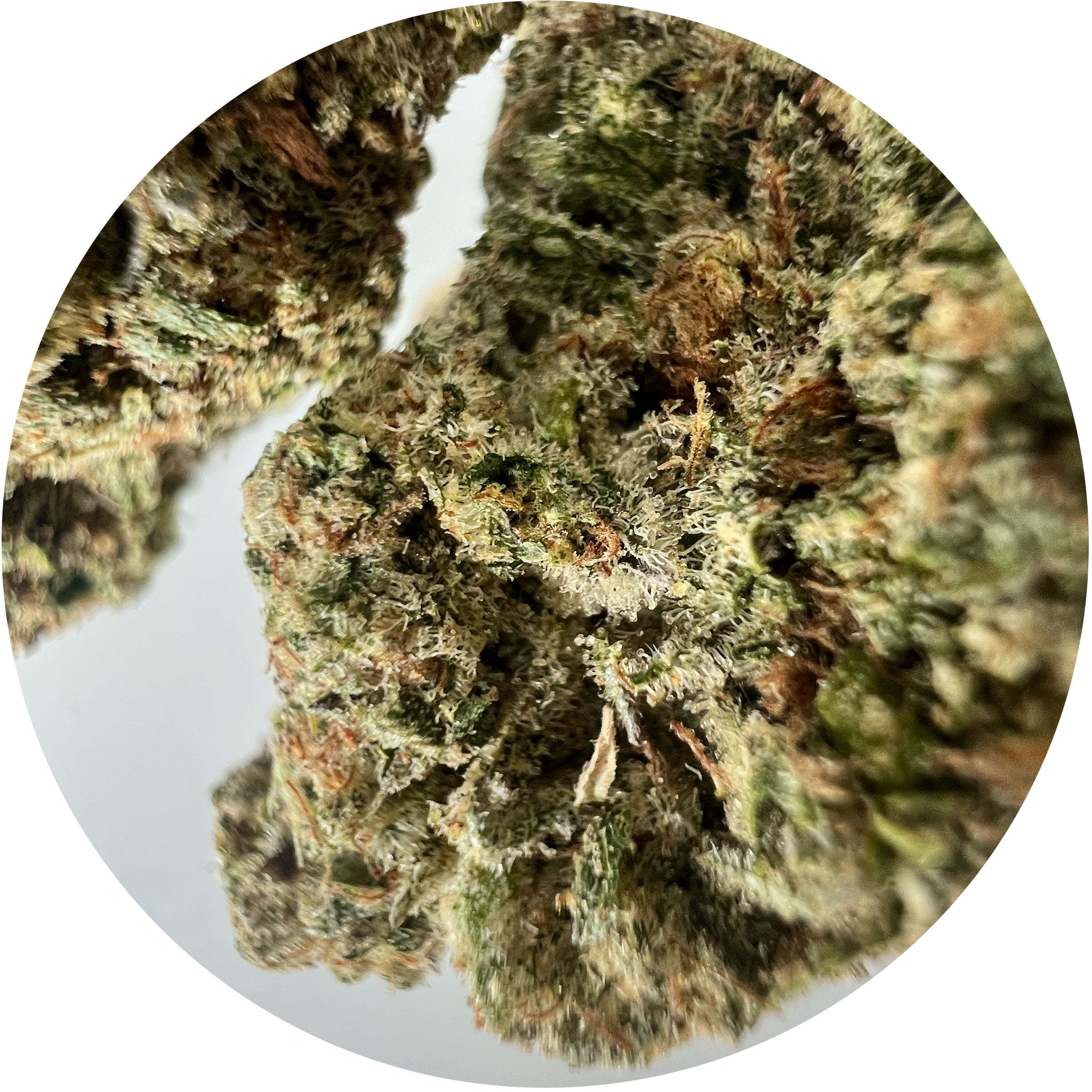 Sherbanger - Hybrid THCa Hemp Flower